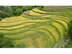 涪陵：青羊梯田稻浪滚 秋日田园丰收美如画